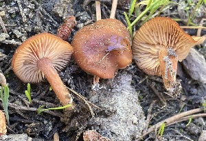  (Rhodophana sp. CA08 - FDS-CA-05321)  @11 [ ] by-nc (2024) Damon Tighe Fungal Diversity Survey