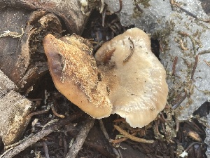 ( - FDS-CA-05332)  @11 [ ] by-nc (2024) Damon Tighe Fungal Diversity Survey