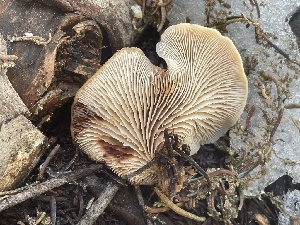  ( - FDS-CA-05332)  @11 [ ] by-nc (2024) Damon Tighe Fungal Diversity Survey