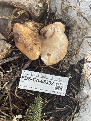  ( - FDS-CA-05332)  @11 [ ] by-nc (2024) Damon Tighe Fungal Diversity Survey