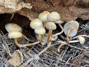  ( - FDS-CA-05336)  @11 [ ] by-nc (2024) Damon Tighe Fungal Diversity Survey