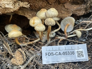  ( - FDS-CA-05336)  @11 [ ] by-nc (2024) Damon Tighe Fungal Diversity Survey