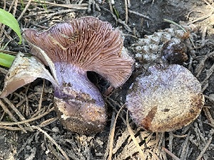  ( - FDS-CA-05338)  @11 [ ] by-nc (2024) Damon Tighe Fungal Diversity Survey