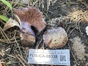 ( - FDS-CA-05338)  @11 [ ] by-nc (2024) Damon Tighe Fungal Diversity Survey