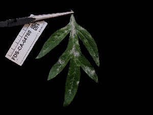 ( - FDS-CA-04780)  @11 [ ] by (2024) Justin Paulin Fungal Diversity Survey