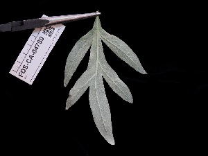  ( - FDS-CA-04780)  @11 [ ] by (2024) Justin Paulin Fungal Diversity Survey