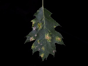  ( - FDS-CA-04782)  @11 [ ] by (2024) Justin Paulin Fungal Diversity Survey