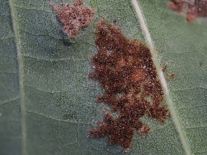  ( - FDS-CA-04782)  @11 [ ] by (2024) Justin Paulin Fungal Diversity Survey