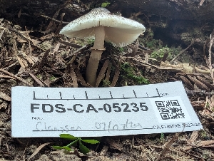  ( - FDS-CA-05235)  @11 [ ] c (2024) Andrew Claassen Fungal Diversity Survey