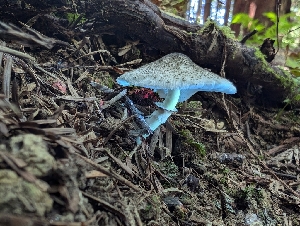  ( - FDS-CA-05235)  @11 [ ] c (2024) Andrew Claassen Fungal Diversity Survey