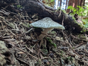  ( - FDS-CA-05235)  @11 [ ] c (2024) Andrew Claassen Fungal Diversity Survey