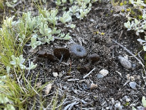  ( - FDS-CA-04799)  @11 [ ] by-nc (2024) Dean Lyons Fungal Diversity Survey