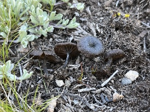  ( - FDS-CA-04799)  @11 [ ] by-nc (2024) Dean Lyons Fungal Diversity Survey