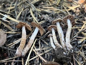  ( - FDS-CA-00289)  @11 [ ] by-nc (2024) Dean Lyons Fungal Diversity Survey