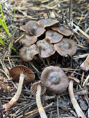  ( - FDS-CA-00289)  @11 [ ] by-nc (2024) Dean Lyons Fungal Diversity Survey