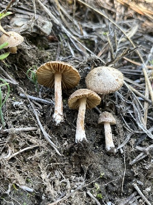  ( - FDS-CA-00256)  @11 [ ] by-nc (2024) Dean Lyons Fungal Diversity Survey