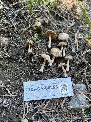  ( - FDS-CA-00256)  @11 [ ] by-nc (2024) Dean Lyons Fungal Diversity Survey