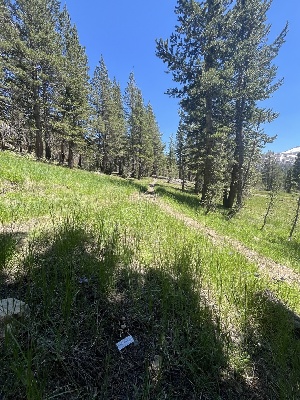  ( - FDS-CA-00256)  @11 [ ] by-nc (2024) Dean Lyons Fungal Diversity Survey