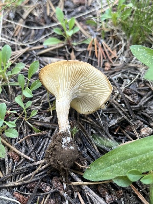  ( - FDS-CA-00259)  @11 [ ] by-nc (2024) Dean Lyons Fungal Diversity Survey