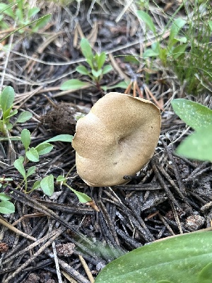  ( - FDS-CA-00259)  @11 [ ] by-nc (2024) Dean Lyons Fungal Diversity Survey