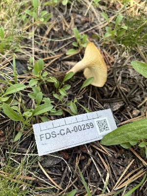  ( - FDS-CA-00259)  @11 [ ] by-nc (2024) Dean Lyons Fungal Diversity Survey