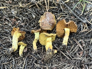  ( - FDS-CA-00269)  @11 [ ] by-nc (2024) Dean Lyons Fungal Diversity Survey