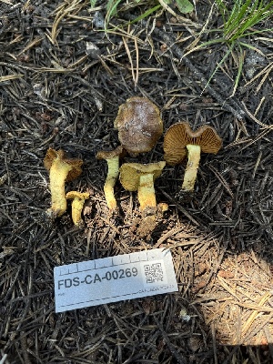  ( - FDS-CA-00269)  @11 [ ] by-nc (2024) Dean Lyons Fungal Diversity Survey