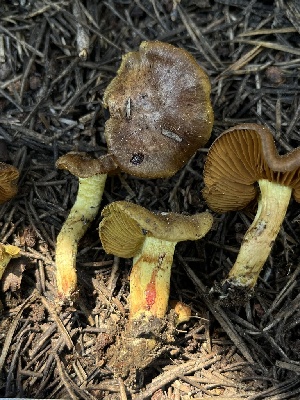  ( - FDS-CA-00269)  @11 [ ] by-nc (2024) Dean Lyons Fungal Diversity Survey