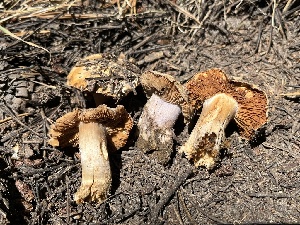  ( - FDS-CA-00267)  @11 [ ] by-nc (2024) Dean Lyons Fungal Diversity Survey
