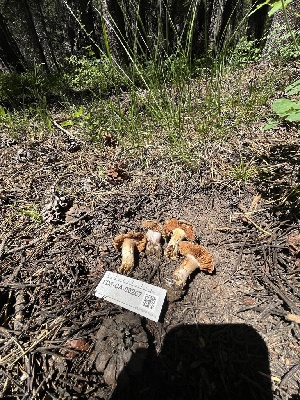 ( - FDS-CA-00267)  @11 [ ] by-nc (2024) Dean Lyons Fungal Diversity Survey