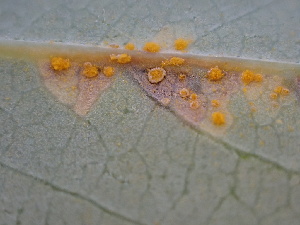  ( - FDS-CA-02480)  @11 [ ] by-nc (2024) Jaren Hockert Fungal Diversity Survey