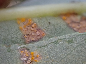  ( - FDS-CA-02480)  @11 [ ] by-nc (2024) Jaren Hockert Fungal Diversity Survey