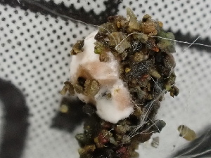  (Acremonium sclerotigenum - FDS-CA-02481)  @11 [ ] by-nc (2024) Jaren Hockert Fungal Diversity Survey