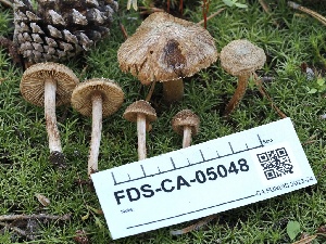 ( - FDS-CA-05048)  @11 [ ] by-nc (2024) Taye Bright Fungal Diversity Survey