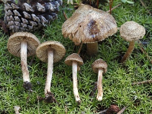  ( - FDS-CA-05048)  @11 [ ] by-nc (2024) Taye Bright Fungal Diversity Survey