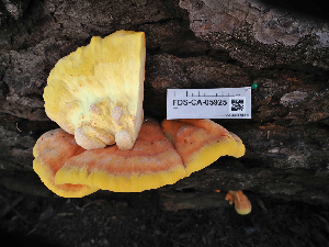  (Laetiporus conifericola - FDS-CA-05925)  @11 [ ] by-nc (2024) Fresno Mycology Society Fungal Diversity Survey
