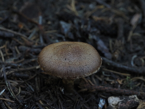  ( - FDS-CA-05926)  @11 [ ] by-nc (2024) Fresno Mycology Society Fungal Diversity Survey