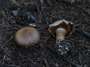  ( - FDS-CA-05926)  @11 [ ] by-nc (2024) Fresno Mycology Society Fungal Diversity Survey