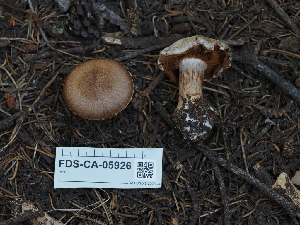  ( - FDS-CA-05926)  @11 [ ] by-nc (2024) Fresno Mycology Society Fungal Diversity Survey