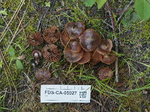  ( - FDS-CA-05927)  @11 [ ] by-nc (2024) Fresno Mycology Society Fungal Diversity Survey