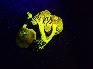  ( - FDS-CA-05927)  @11 [ ] by-nc (2024) Fresno Mycology Society Fungal Diversity Survey