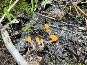  (Mitrula - FDS-CA-04821)  @11 [ ] by-nc (2024) Dean Lyons Fungal Diversity Survey