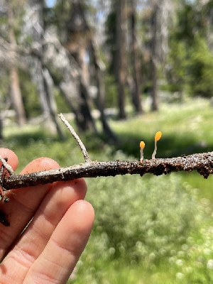  ( - FDS-CA-04821)  @11 [ ] by-nc (2024) Dean Lyons Fungal Diversity Survey