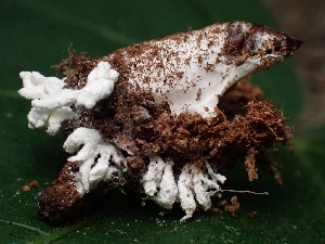  ( - FDS-CA-05110)  @11 [ ] by (2024) Mandy Hackney Fungal Diversity Survey