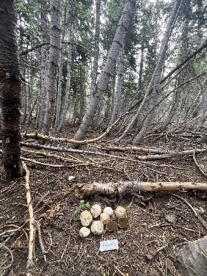  ( - FDS-CA-00264)  @11 [ ] by-nc (2024) Dean Lyons Fungal Diversity Survey