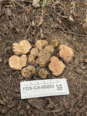 ( - FDS-CA-00253)  @11 [ ] by-nc (2024) Dean Lyons Fungal Diversity Survey