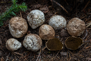  ( - FDS-CA-00264)  @11 [ ] by-nc (2024) Dean Lyons Fungal Diversity Survey