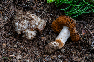  ( - FDS-CA-00252)  @11 [ ] by-nc (2024) Dean Lyons Fungal Diversity Survey