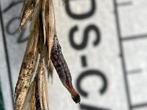  ( - FDS-CA-02425)  @11 [ ] by-nc (2024) Jaren Hockert Fungal Diversity Survey