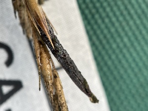  ( - FDS-CA-02425)  @11 [ ] by-nc (2024) Jaren Hockert Fungal Diversity Survey
